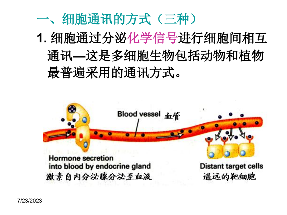 细胞通讯ppt课件_第4页