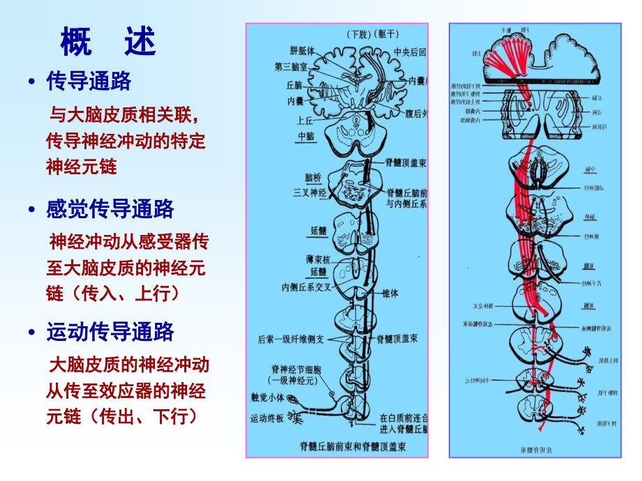 中枢神经传导路ppt课件_第4页