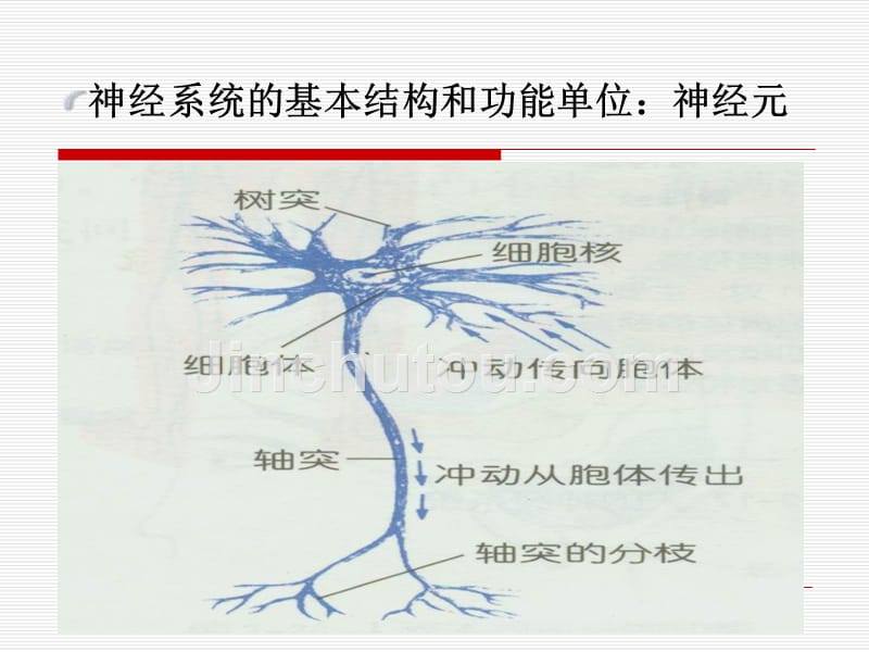 神经信息的传递ppt课件_第3页