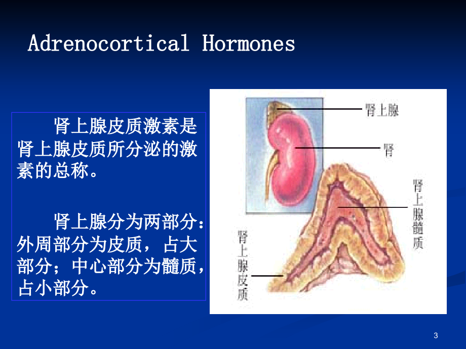 肾上腺皮质激素类药物（7版）ppt课件_第3页
