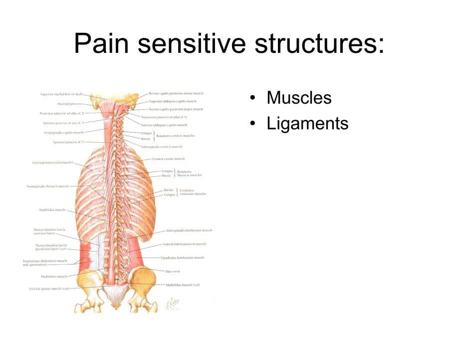 to radiculopathy  penn state university方法对神经根型颈椎病宾夕法尼亚州立大学课件_第5页