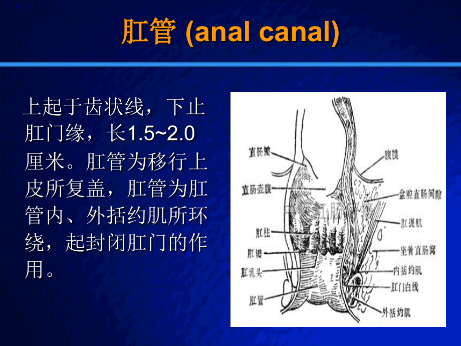 直肠与肛管疾病课件_第4页