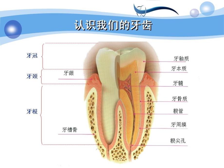 竹珍口腔护理系列ppt课件_第4页