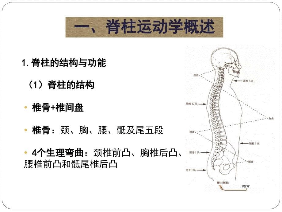 第二章 第三节 关节运动学（五脊柱）课件_第5页