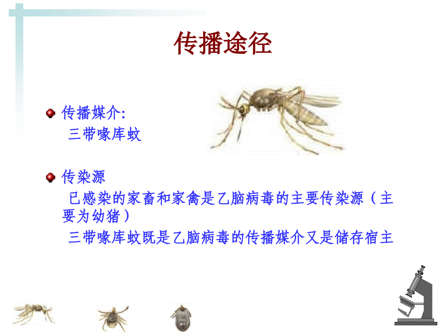 乙脑病毒周荣课件_第3页