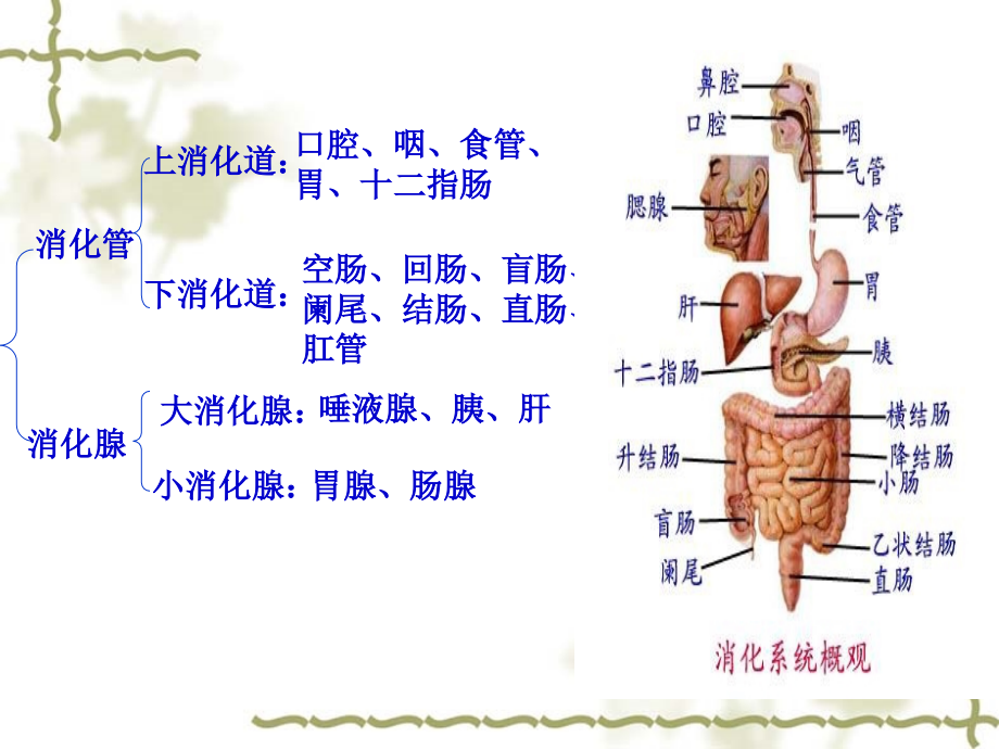 第一节_概述第二节消化系统疾病病人常见症状的护理 ppt课件_第4页