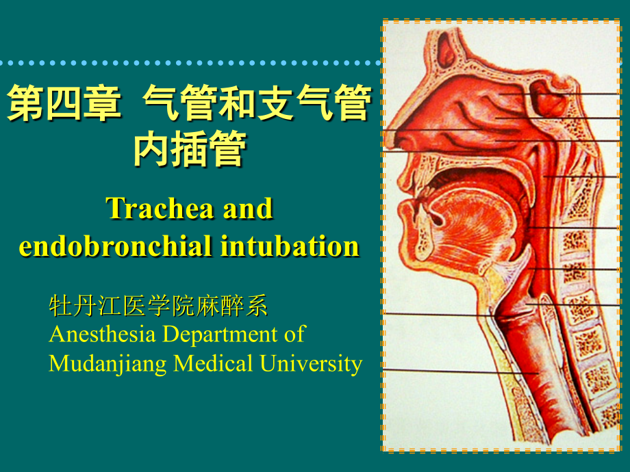 第4章气管和支气管内插管 - 牡丹江医学院_第1页