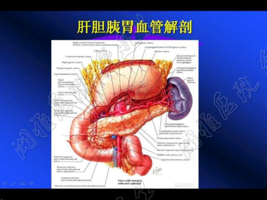 医学资料肝胆胰胃肿瘤手术与血管解剖技术课件_第4页