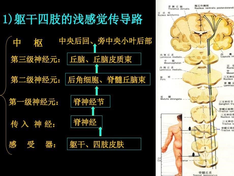 神经系统的功能1ppt课件_第5页