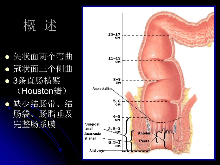 直肠肛管解剖（精品ppt）课件_第4页