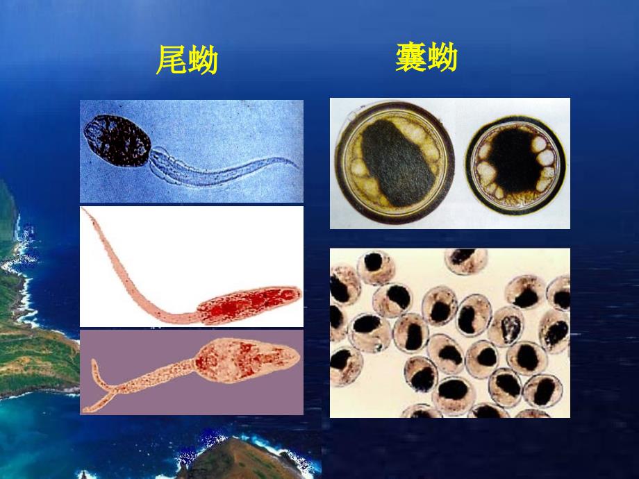 2012寄生虫检验吸虫总论姜片虫课件_第4页