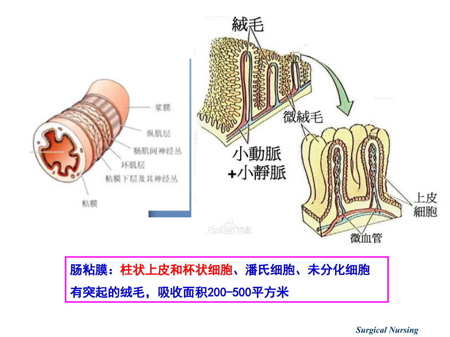 小肠疾病病人的护理2017课件_第4页