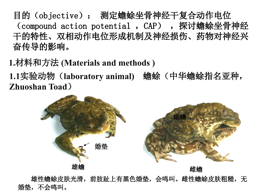 实验二蟾蜍坐骨神经干电生理实验课件_第2页