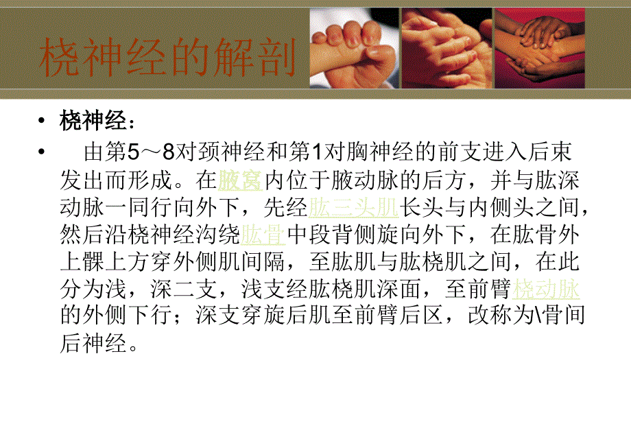 桡神经损伤课件_1_第3页