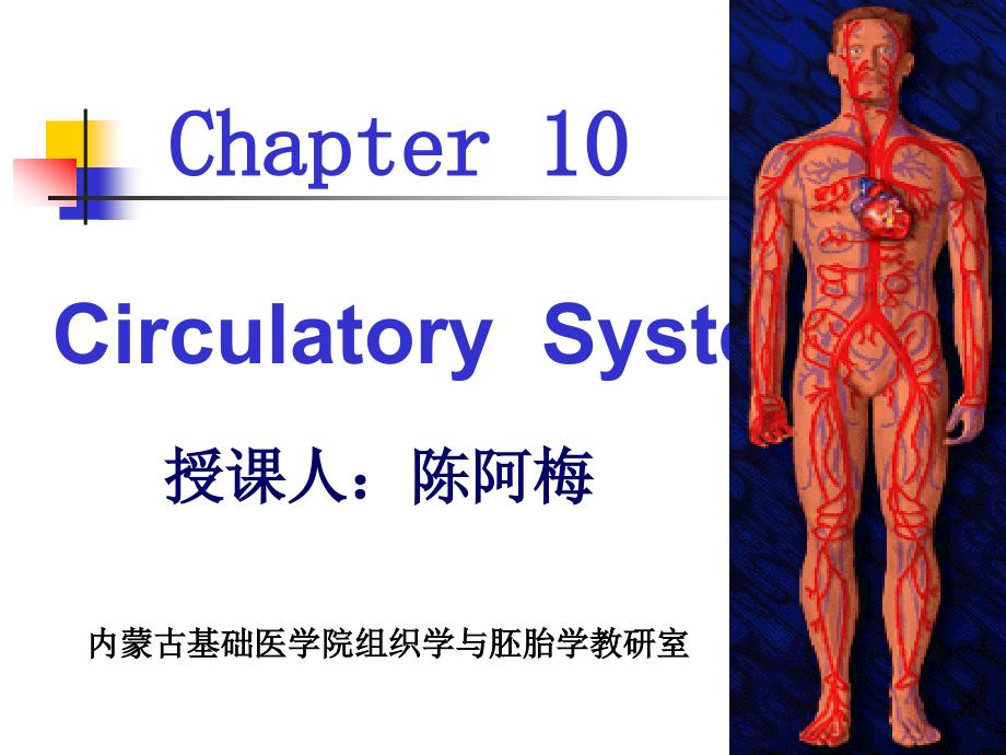 组织学第10章 循环 ppt课件_第1页