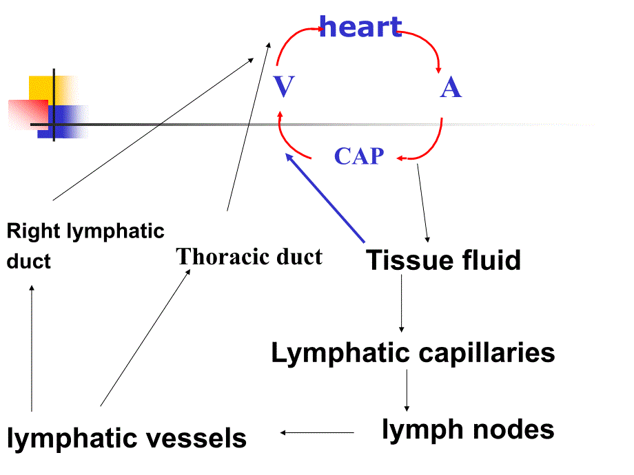 组织学第10章 循环 ppt课件_第4页