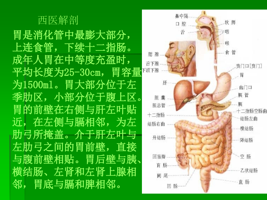 中医中药中医内科学课件第三章6胃痛_第3页