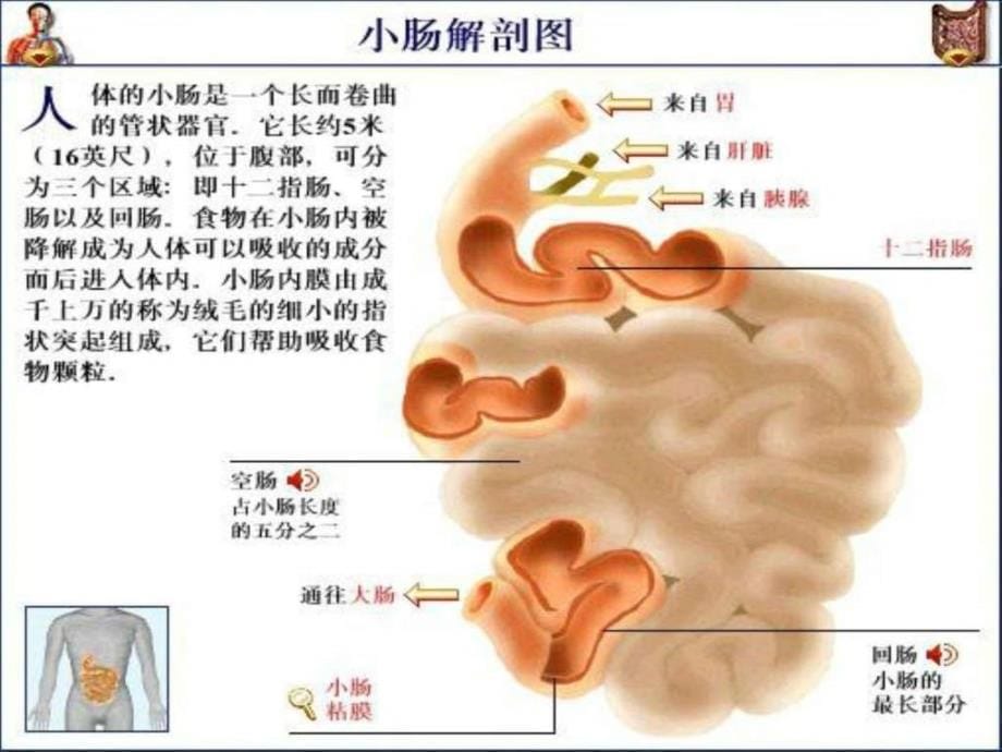 肠穿孔的护理学习图文课件_第5页