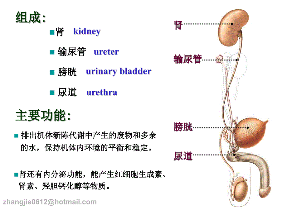 系统解剖学12泌尿男性生殖系统课件_第3页