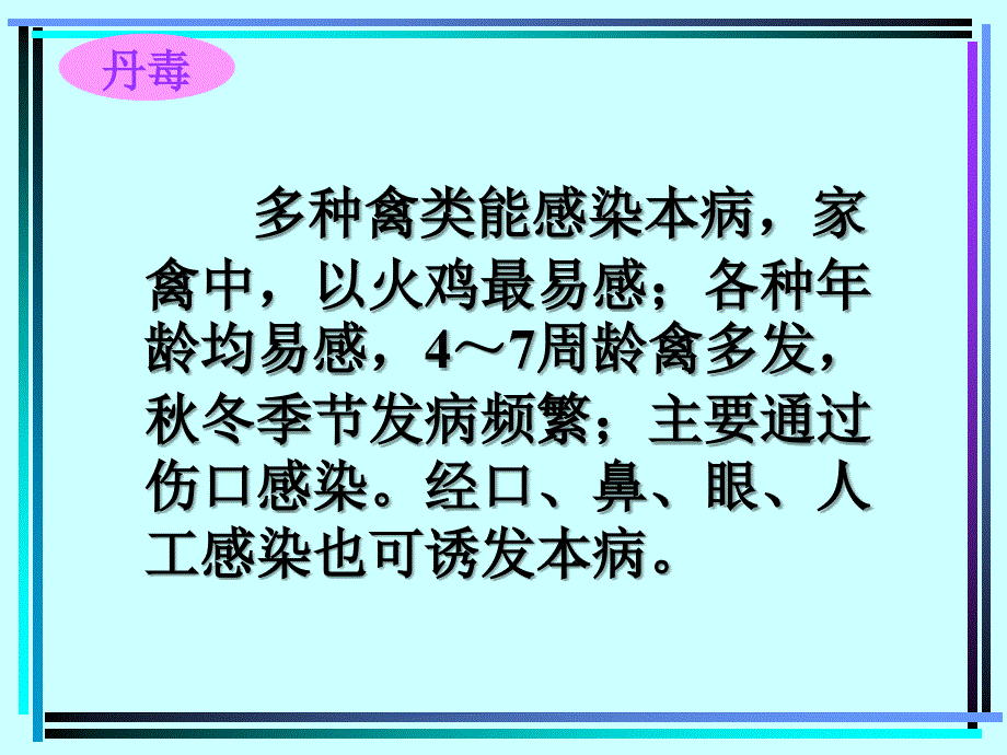 禽病学  禽病临床诊断彩色图谱  37丹毒  西南民课件_第4页