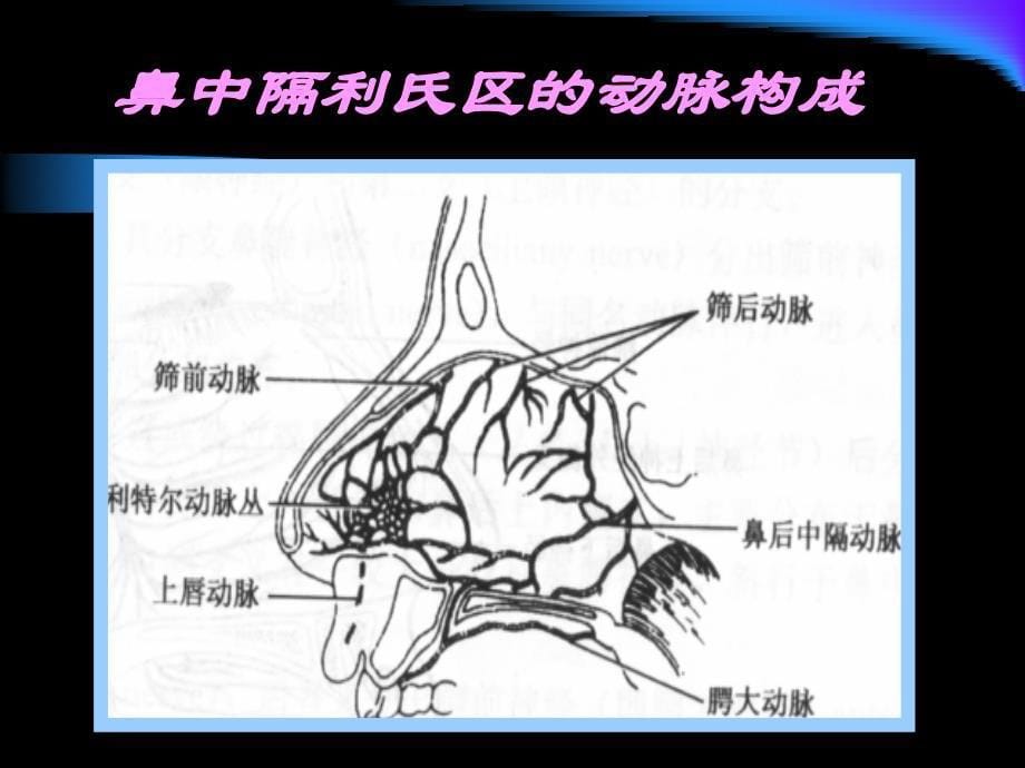 鼻出血课件_3_第5页