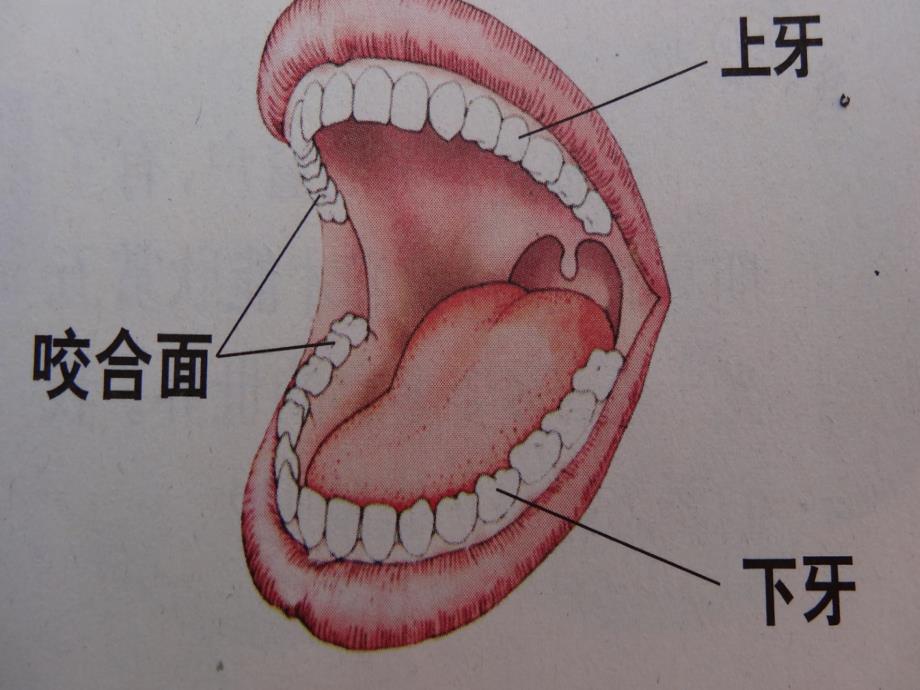 牙齿刷的白又白1课件_第3页