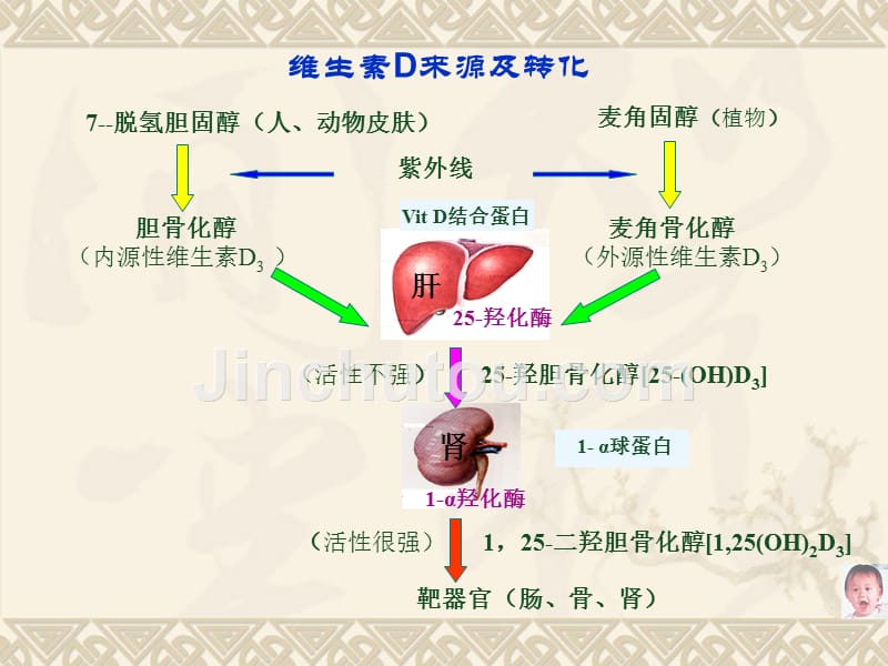 维生素d缺乏性佝偻病课件_14_第3页