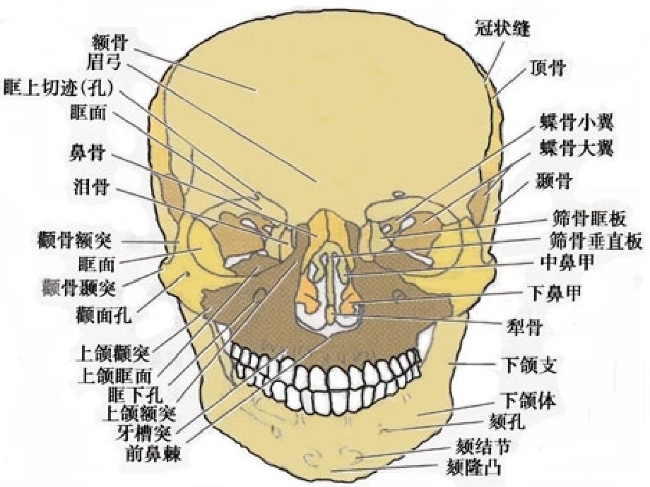 鼻骨骨折课件解析_第4页