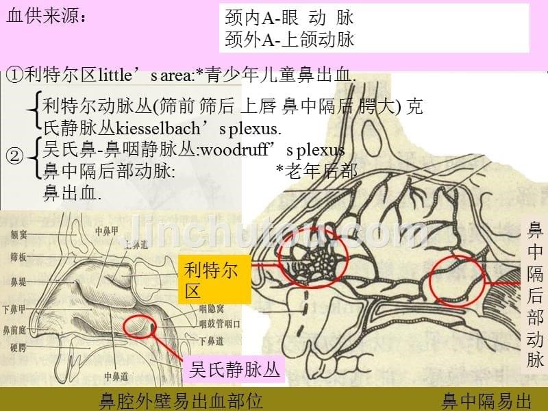 鼻塞与鼻出血优质文档课件_第5页