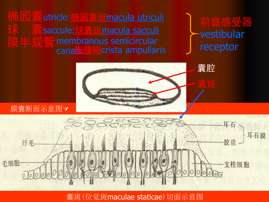 耳聋和梅尼埃课件_1_第4页