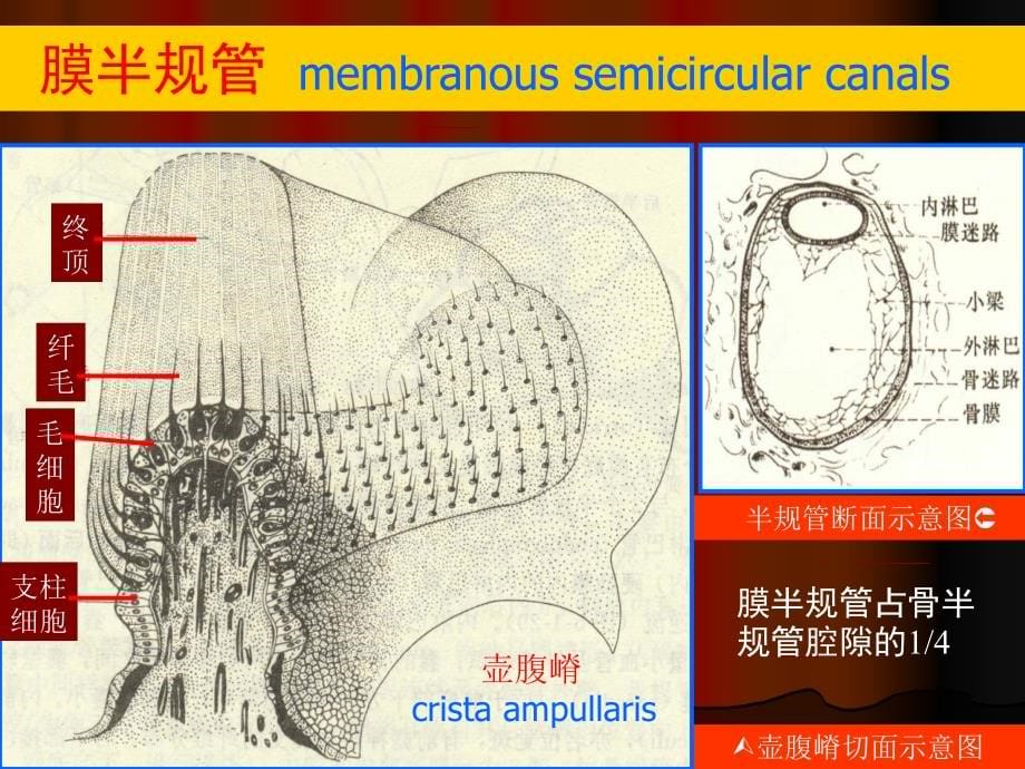 耳聋和梅尼埃课件_1_第5页