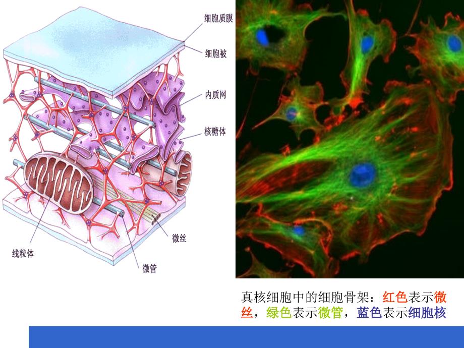 肌动蛋白的结构与功能课件_第4页