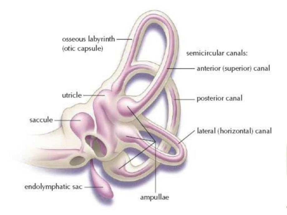 精品良性阵发性位置性眩晕（bppv）诊断和治疗课件_第5页