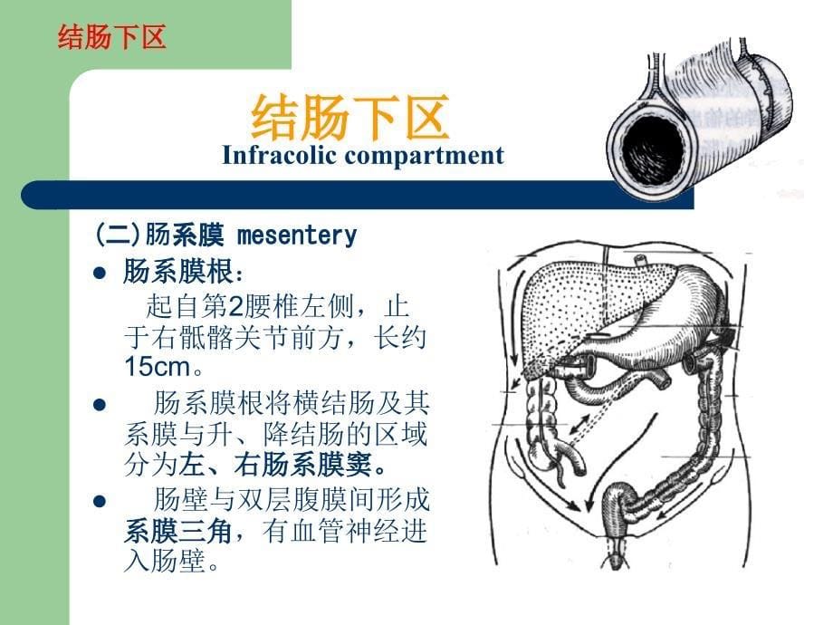 腹部结肠下区腹膜后隙（yzg）课件_第5页