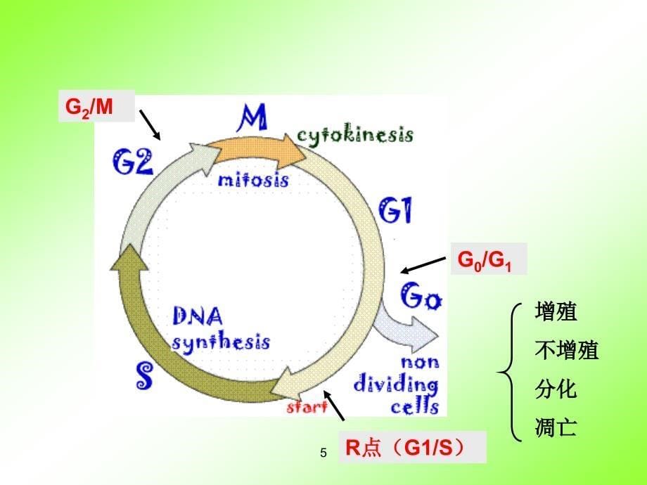 细胞增殖分化凋亡课件_第5页