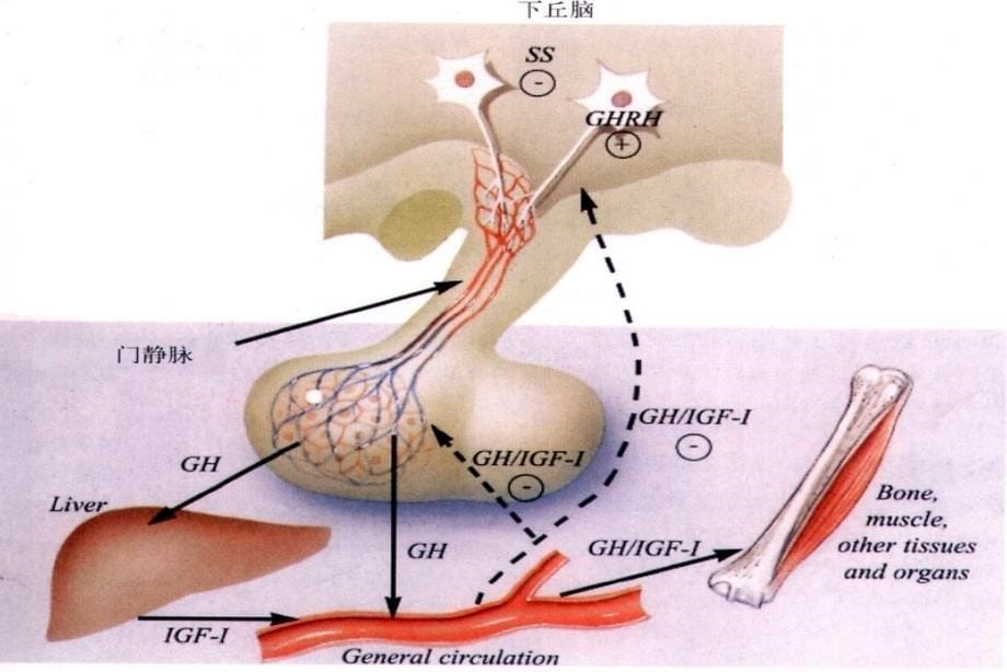 精品生长激素缺乏症课件_2_第5页