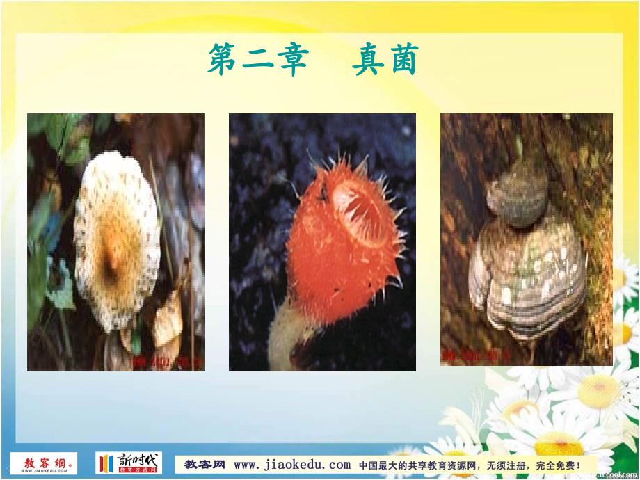 2013秋季冀教版八年级生物上册第一节《酵母菌和霉菌》ppt课件_第3页