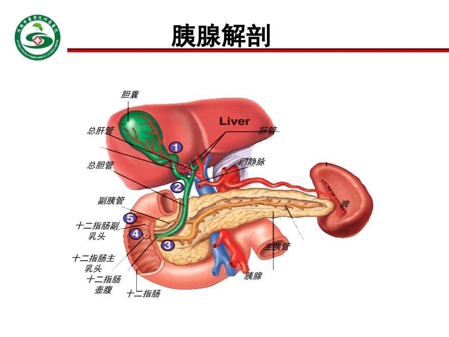 2016年急性胰腺炎课件图文_第5页