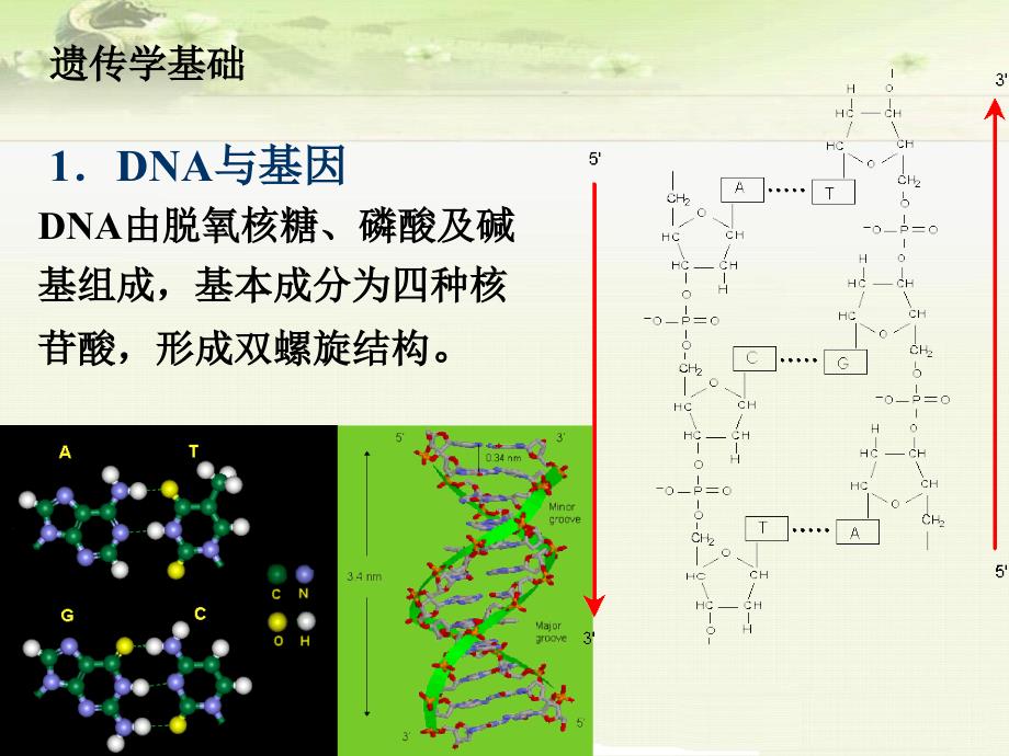 致突变作用及其试验方法与评价_第3页