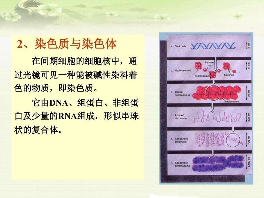 致突变作用及其试验方法与评价_第5页