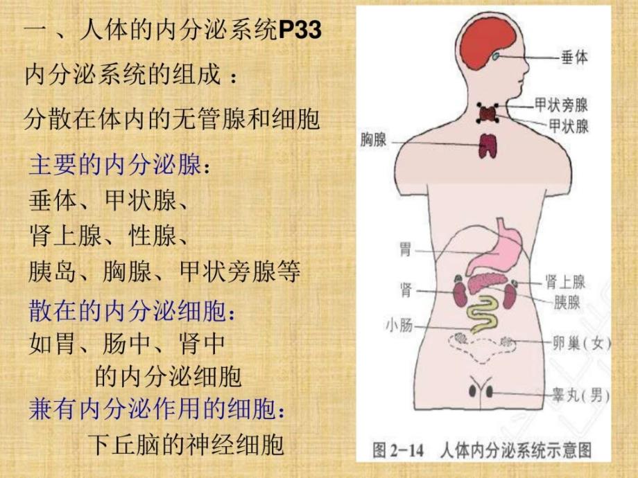 2018年学习高等动物的内分泌系统与体液调节教材课件_第2页