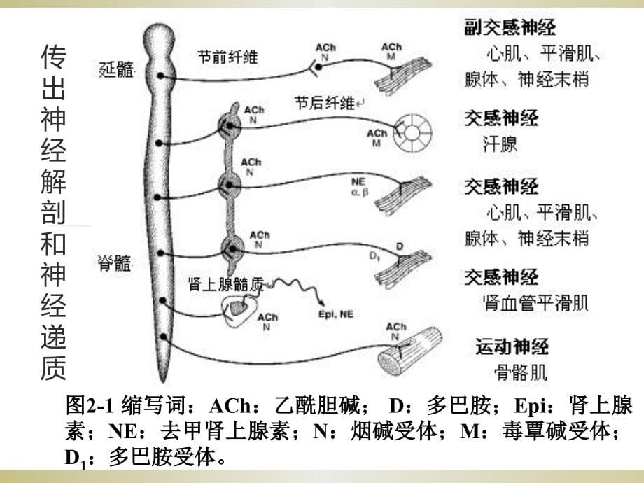 《中山大学药理学综合课件》第5章 传出神经系统概论_第5页