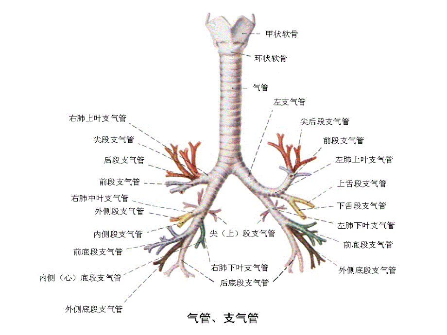 纤支镜图谱最经典纤维支气管镜图谱课件_第1页