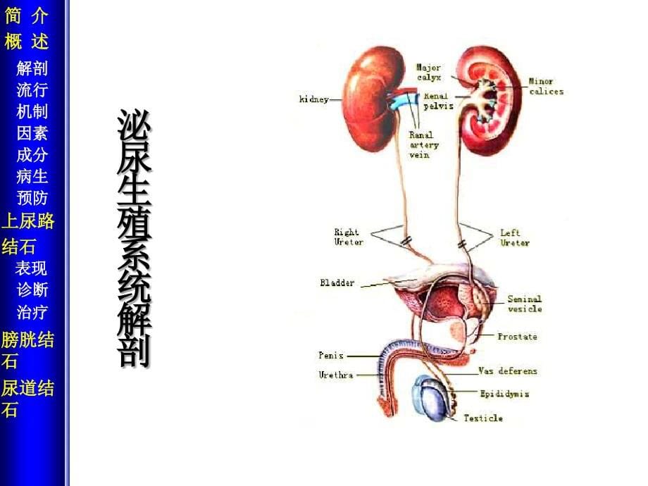 尿石症  中南大学湘雅三医院课件_第5页