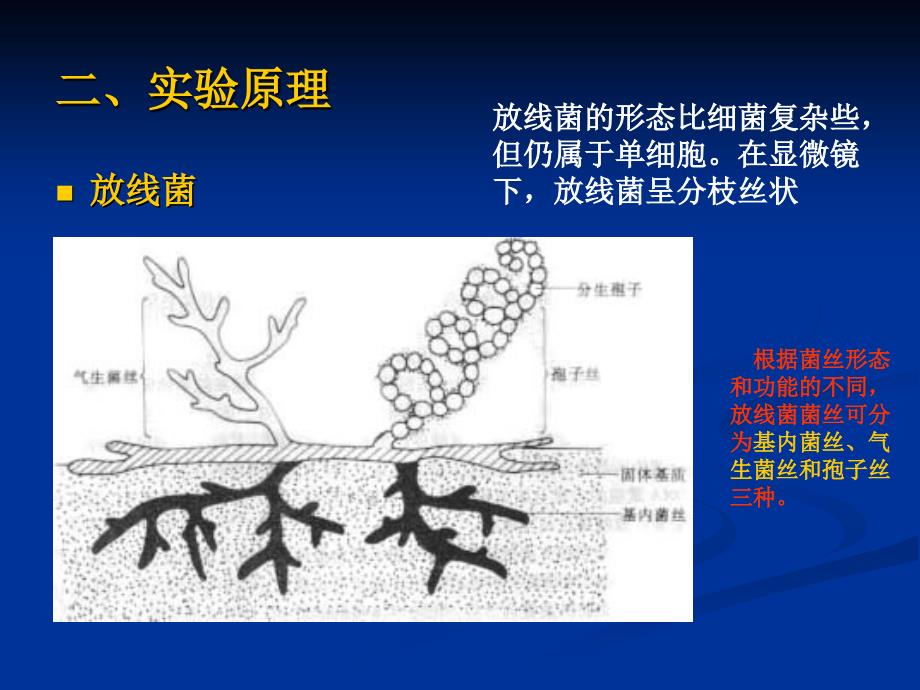 微生物实验四放线菌霉菌酵母菌的形态观察（ppt x页）课件_第4页