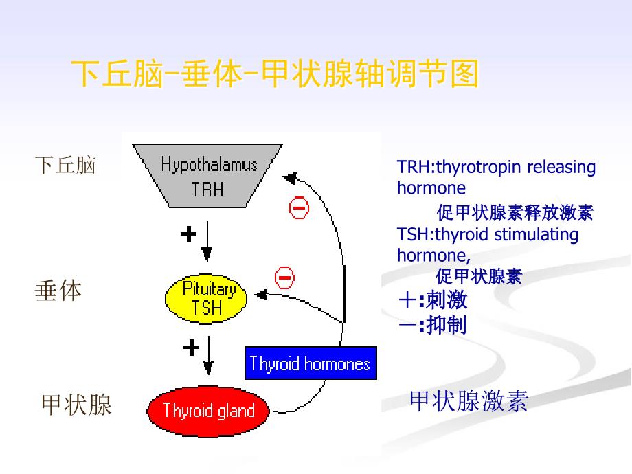 甲状腺功能减退症的护理课件_第4页