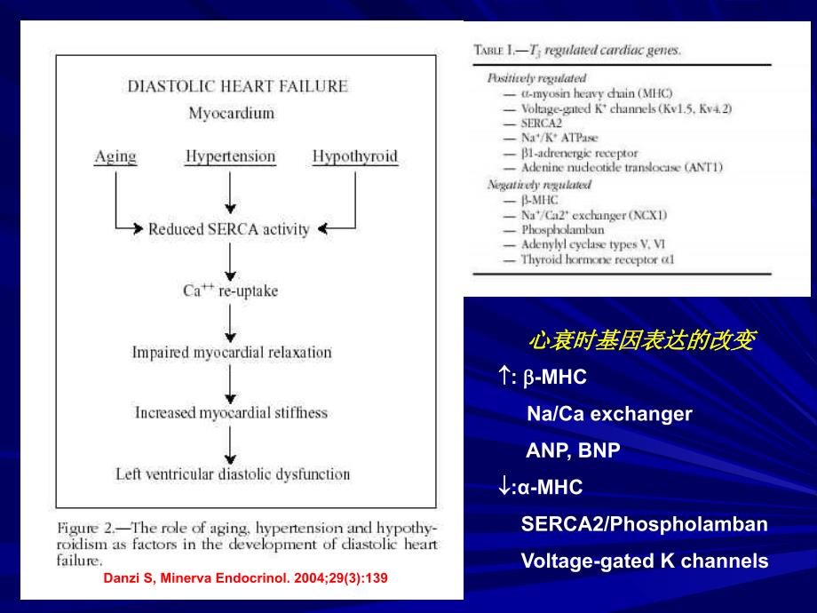 心力衰竭发生及进展的新视点甲状腺功能减退的作用课件_第4页
