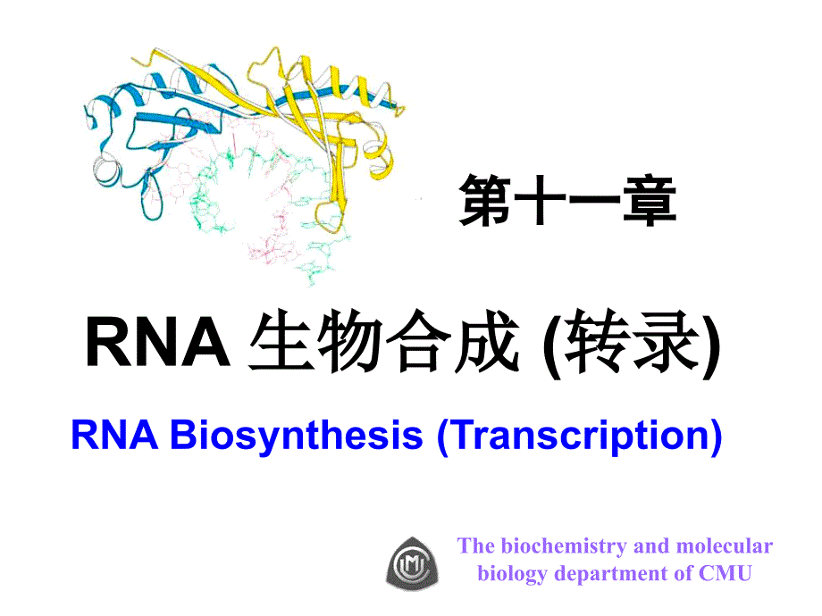 中国医科大基础医学生物化学ppt课件 第十一章 rna 生物合成 （转录）_第1页