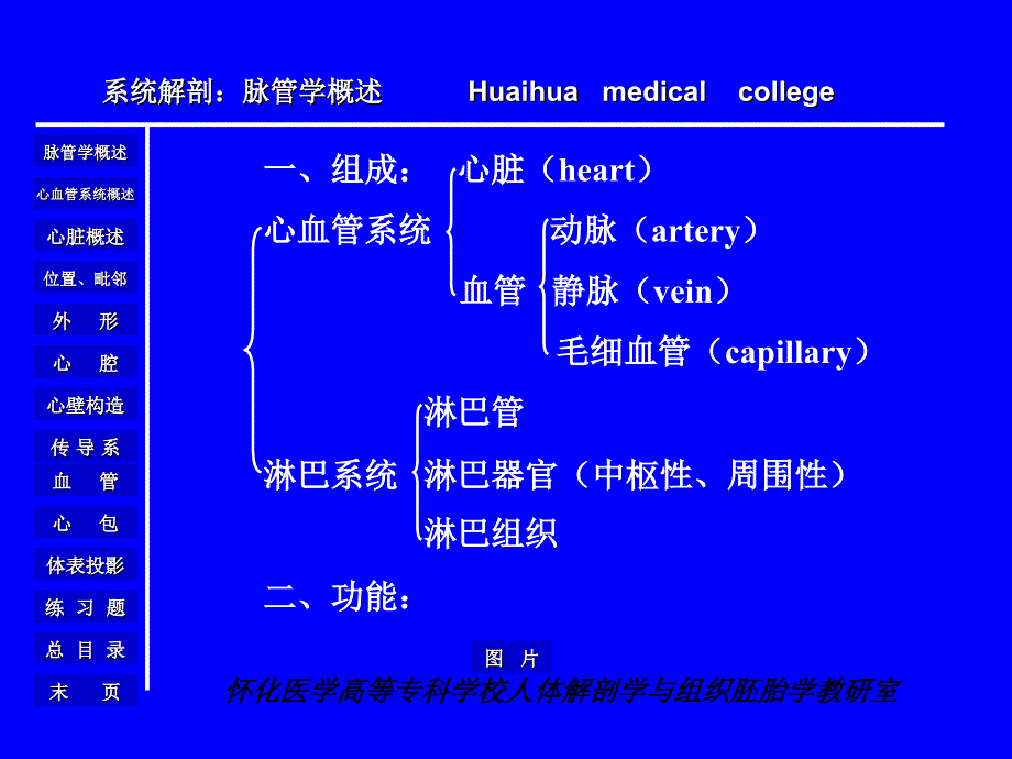 人体解剖学与组织胚胎学教研室_心脏课件_第4页