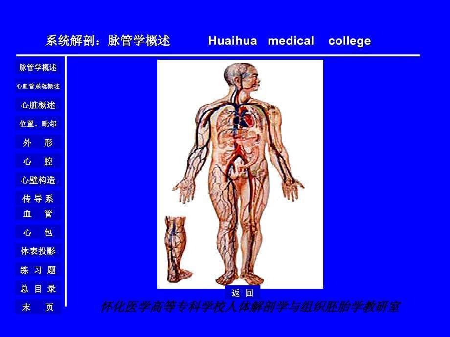 人体解剖学与组织胚胎学教研室_心脏课件_第5页